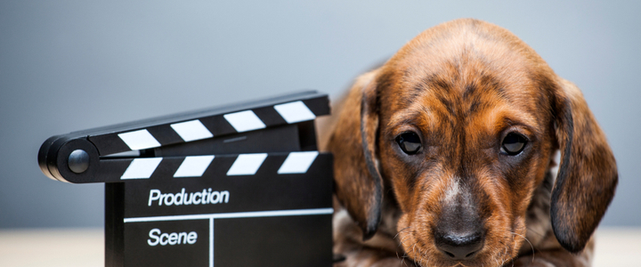 A puppy led next to movie clapperboard