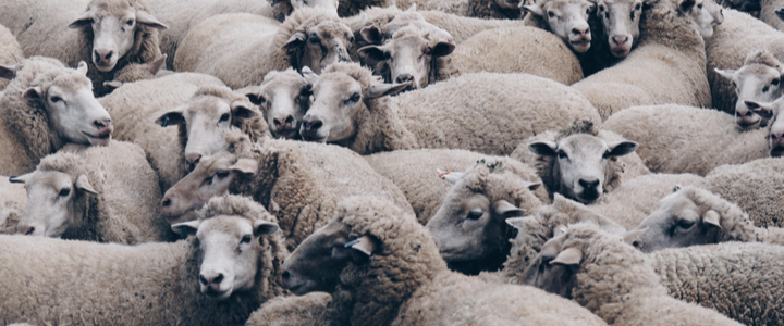 A herd of tightly packed sheep